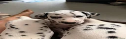 Dalmatian dogs for sale: RKG Dalmatian pups ready this weekend  - Advert 15