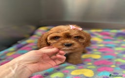 Cavapoo dogs for sale: Female Red Cavapoo Ready now  - Image 5