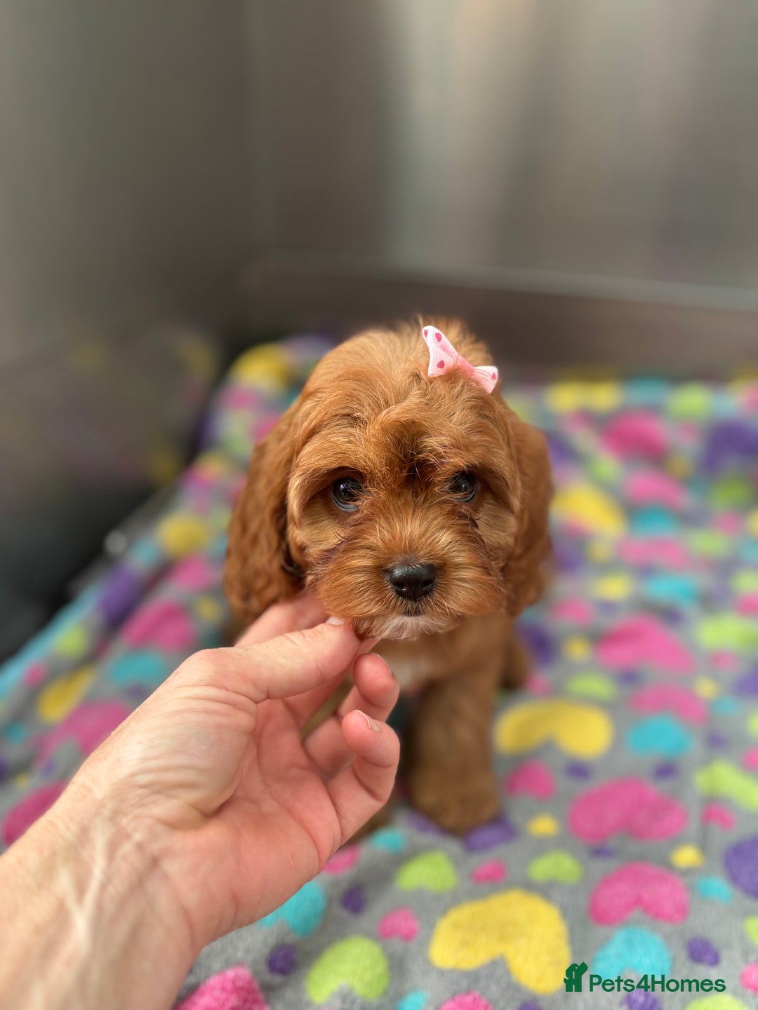 Cavapoo dogs for sale: Female Red Cavapoo Ready now  - Image 5