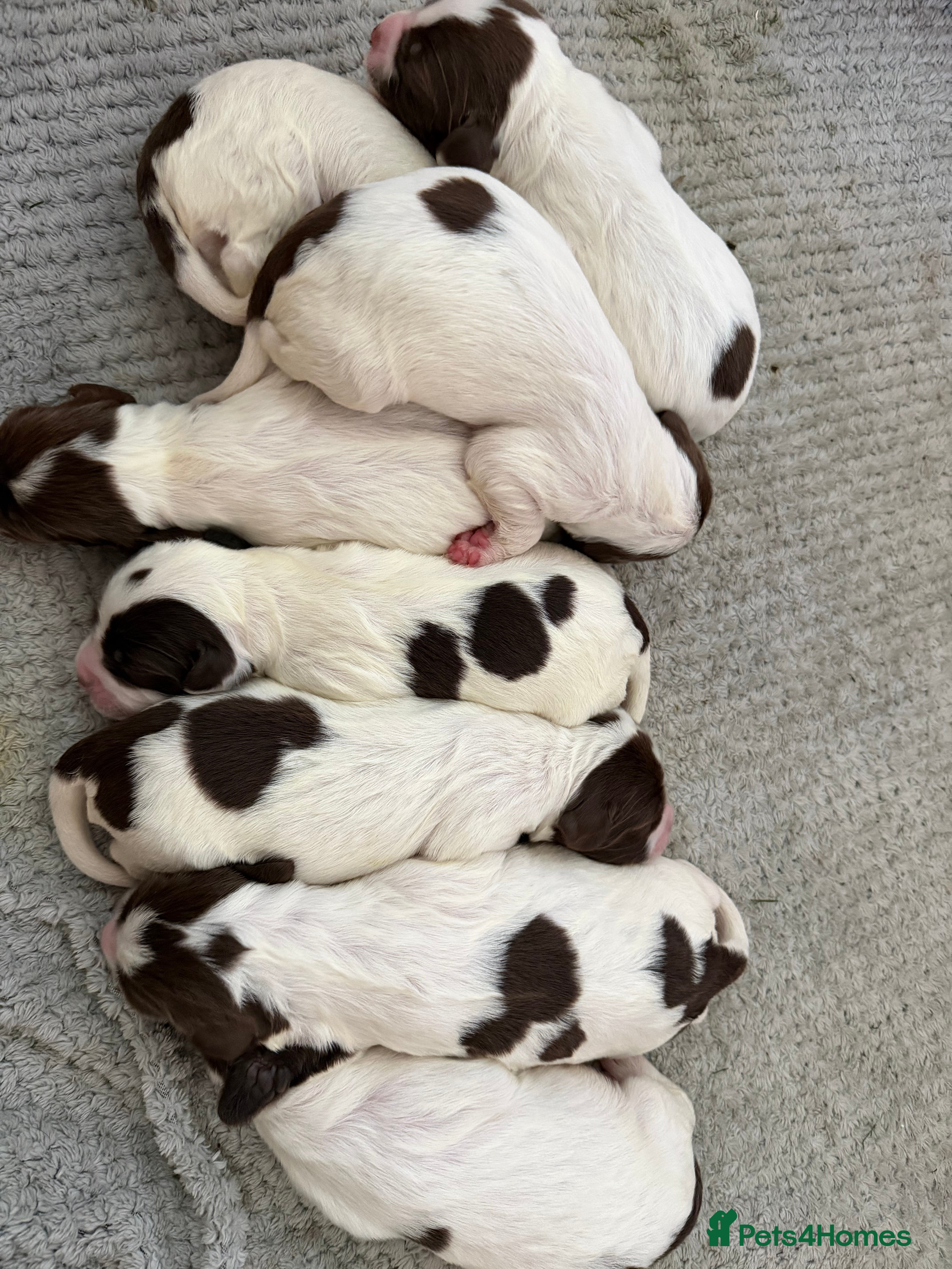 English Springer Spaniel dogs Springer spaniels puppies - Advert 8
