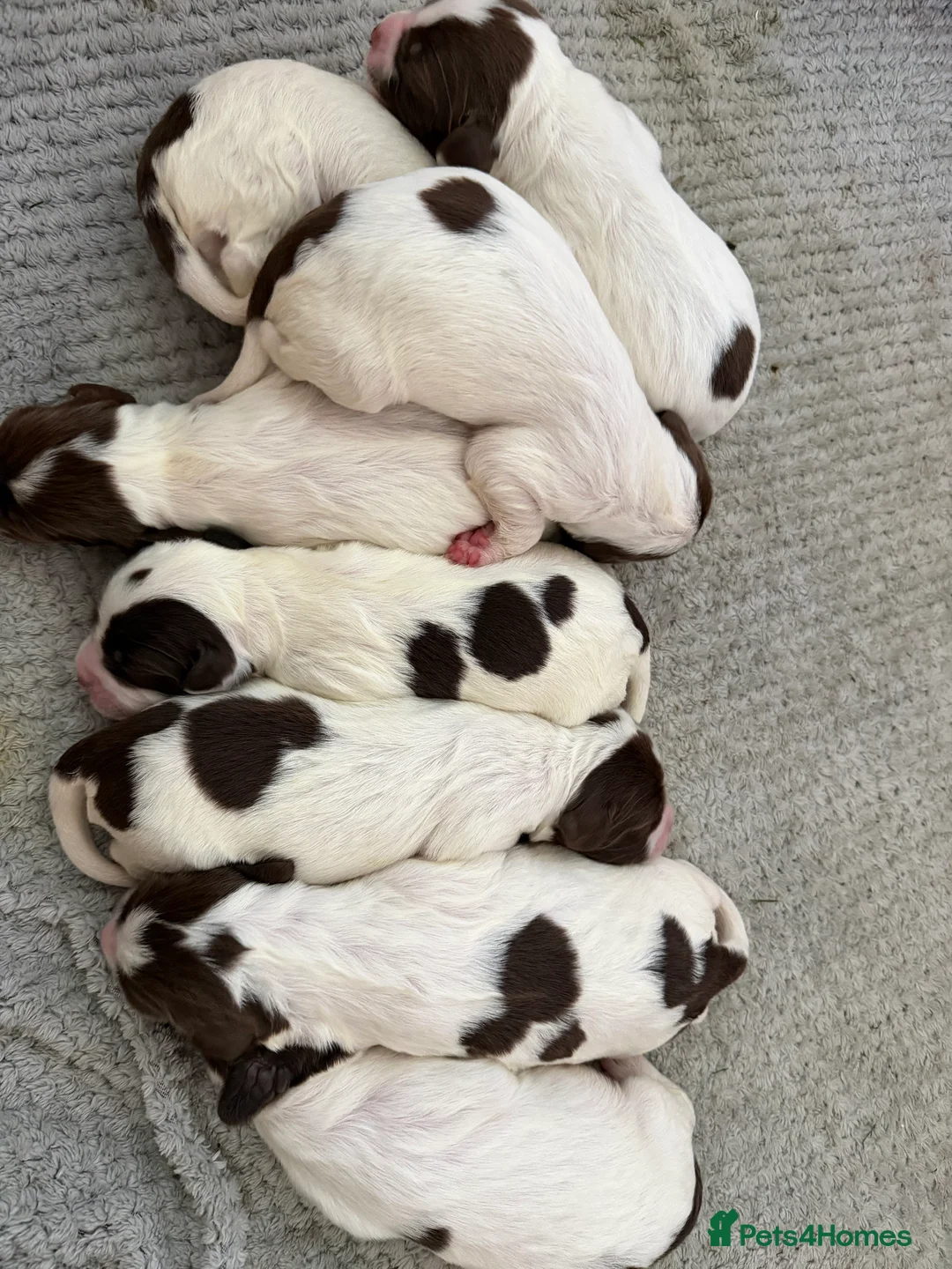 English Springer Spaniel dogs for sale: Springer spaniels puppies in Lifton - Advert 1