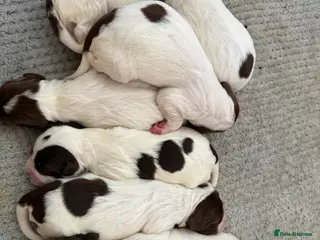 English Springer Spaniel dogs Springer spaniels puppies - Advert 1