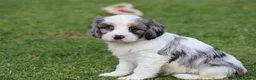 Cockapoo dogs for sale: Beautiful Cockerlierpoo puppies for sale - Advert 20