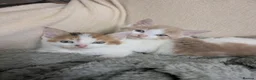 British Shorthair cats for sale: 7 beautiful kittens.  - Advert 3