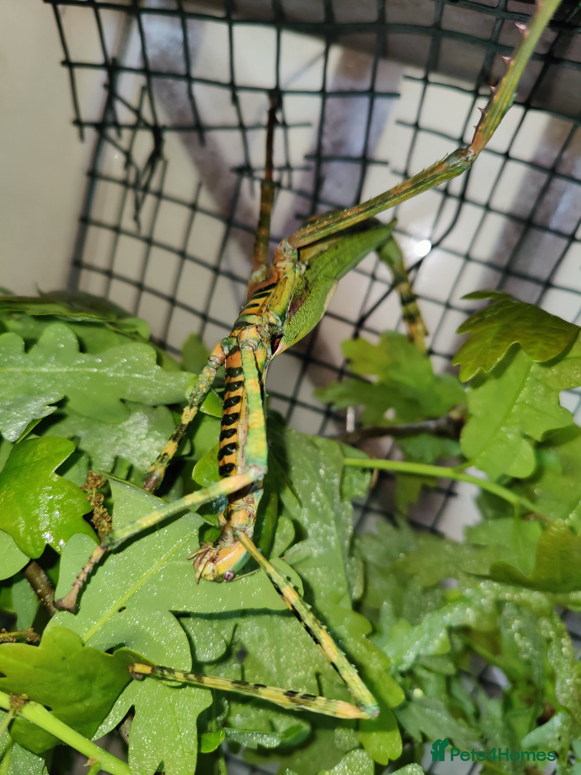 Stick Insects invertebrates for sale Pets4Homes