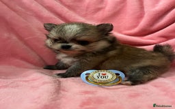 Pomchi dogs for sale: INCREDIBLE Thai/Korean pomchi READY 5th September  - Image 3