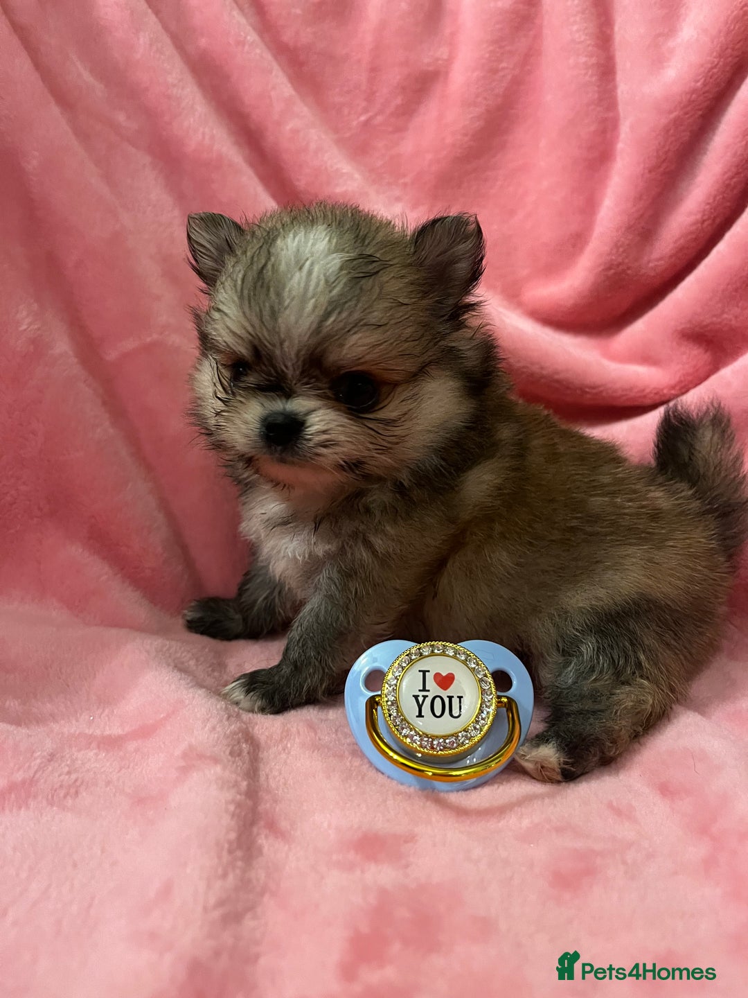 Pomchi dogs for sale: INCREDIBLE Thai/Korean pomchi READY 5th September  - Image 3