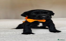 Springador dogs for sale: Springador Puppies - Image 3