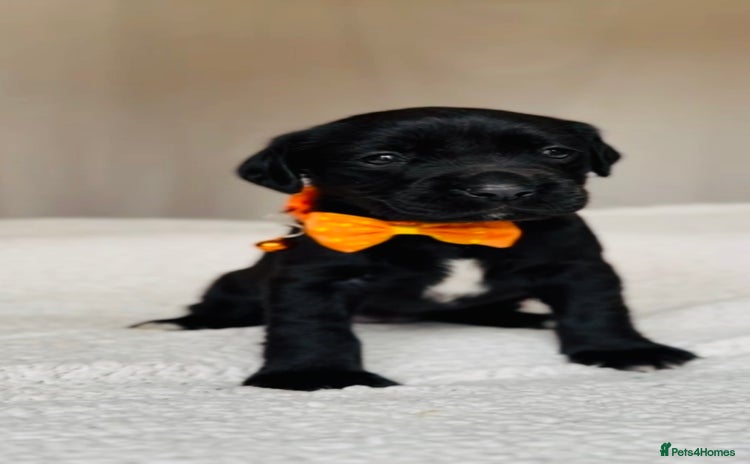 Springador dogs - Advert 11