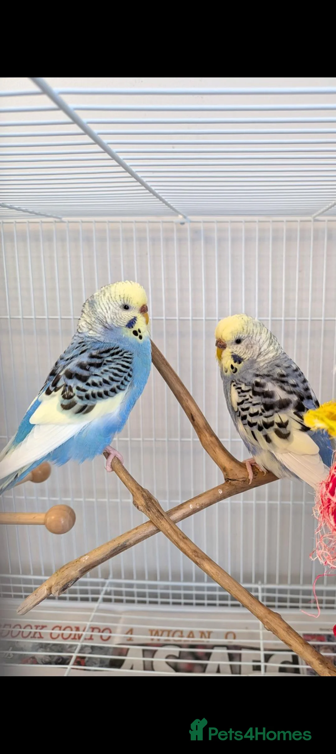 Budgerigars birds for sale: Beautiful budgies  - Advert 1