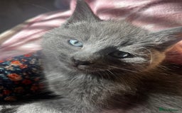 Persian cats for sale: Beautiful Kittens - Advert 3