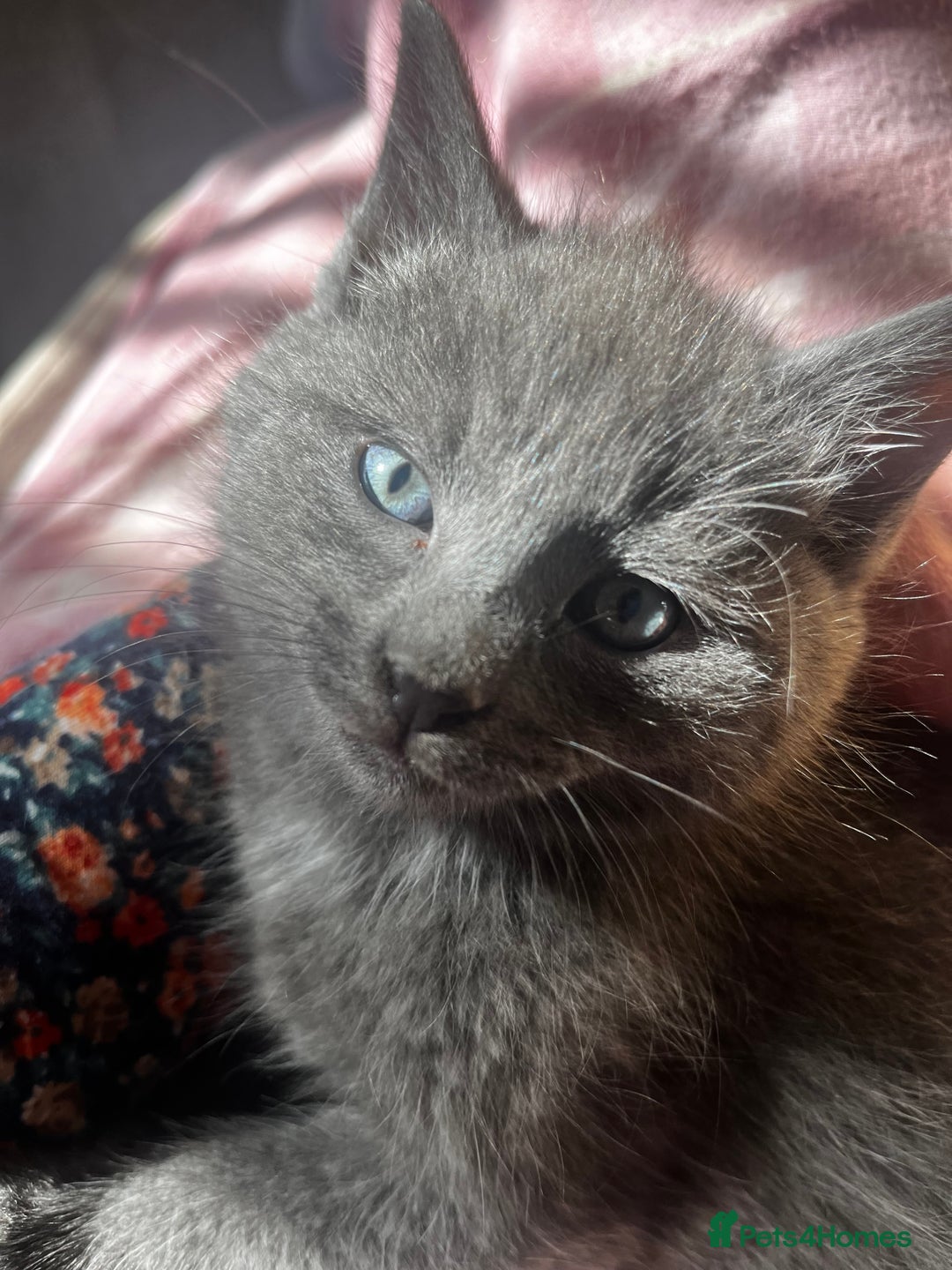 Persian cats for sale: Beautiful Kittens - Advert 3