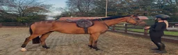 Irish Thoroughbred horses for sale: Elmast in Blackwood - Advert 2