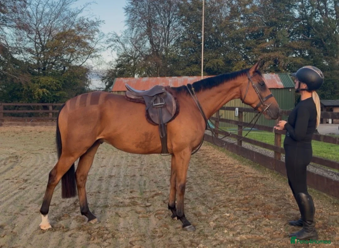 Irish Thoroughbred horses for sale: Elmast in Blackwood - Advert 2