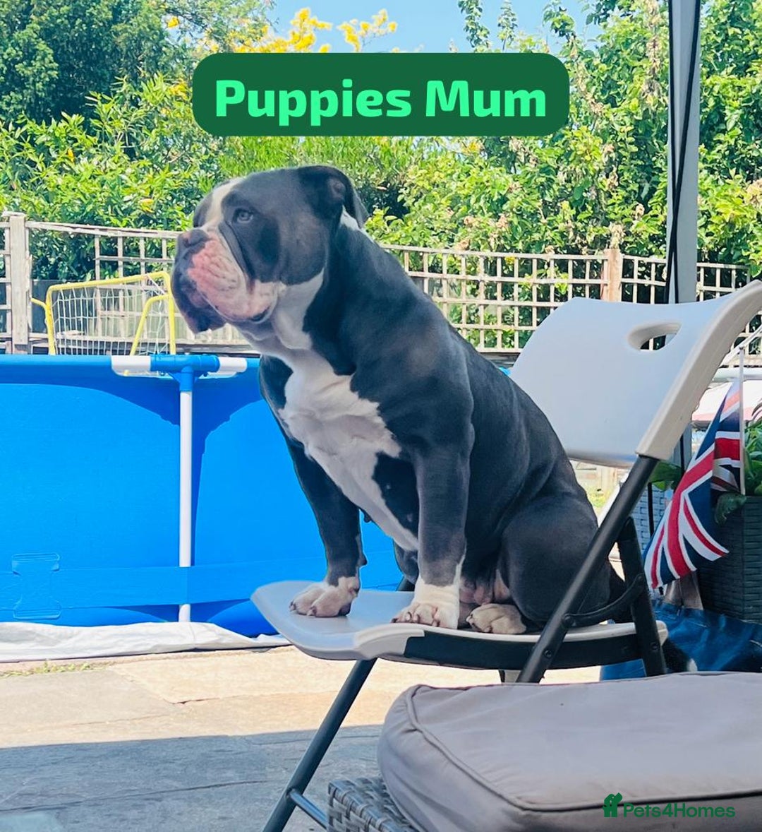 Olde English Bulldogge dogs for sale: Olde English Bulldog Puppies-ready for new home. - Image 3