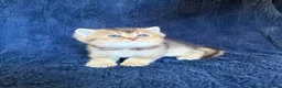 Scottish Fold cats for sale: Beautiful Scottish Fold & Straight Kittens - Advert 24