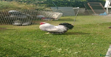 Chickens poultry - Advert 3