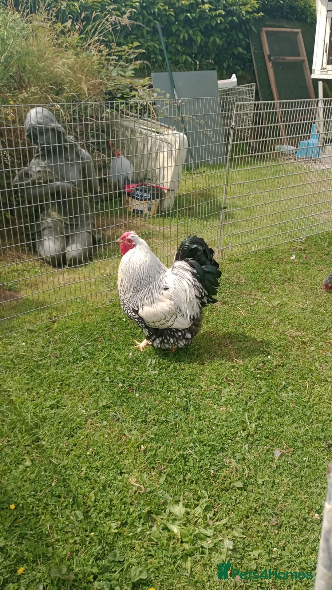 Chickens poultry for sale: Wyandotte pulleys  - Image 3