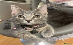Russian Blue cats for sale: Russian Blue x Blue European short hair mix  - Image 5