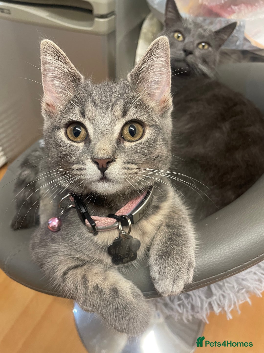 Russian Blue cats for sale: Russian Blue x Blue European short hair mix  - Image 5