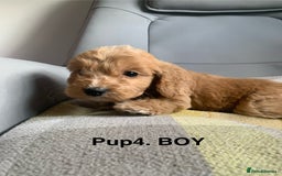 Cockapoo dogs for sale: Beautiful Cockapoo Puppies  - Image 8
