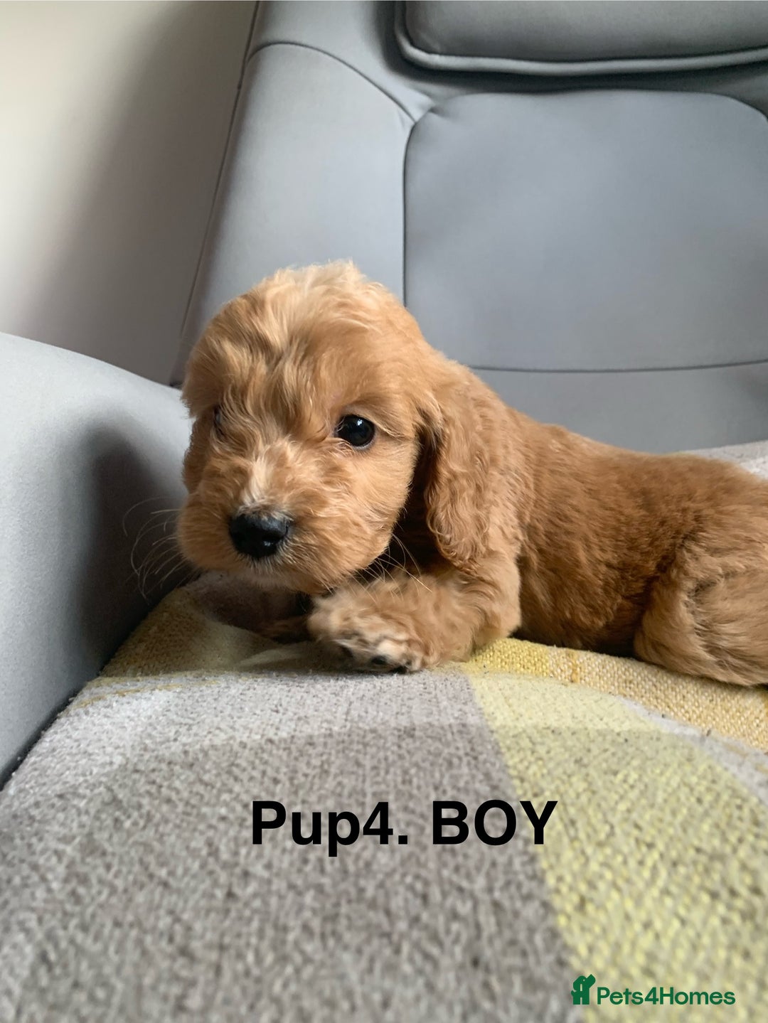 Cockapoo dogs for sale: Beautiful Cockapoo Puppies  - Image 8