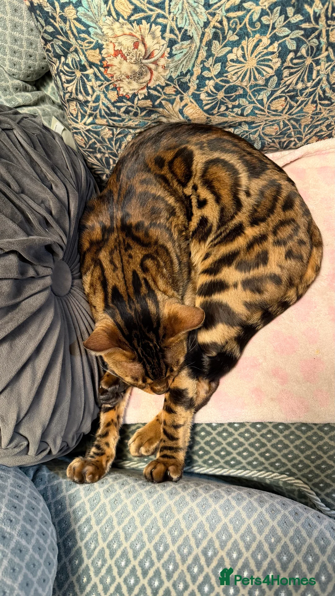 Bengal cats for sale: Looking for a loving forever home for Rusik - Advert 3