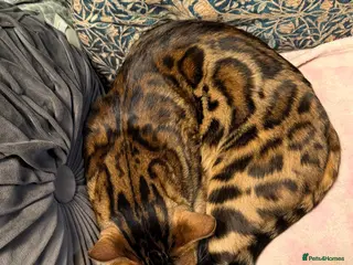 Bengal cats Looking for a loving forever home for Rusik - Advert 16