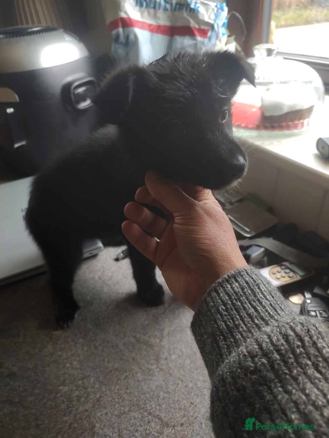Mixed Breed dogs for sale: Shollie Puppies - GSD/short Haired Border Collie  - Advert 5