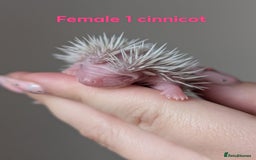 Pygmy Hedgehog rodents for sale: Gorgeous APH hedgehogs  - Image 11