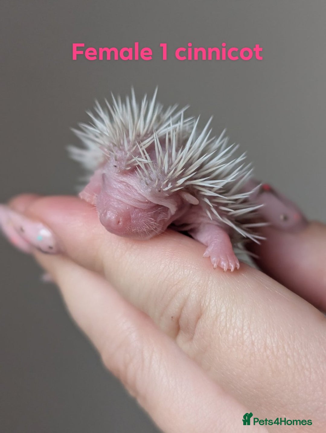 Pygmy Hedgehog rodents for sale: Gorgeous APH hedgehogs  - Image 11