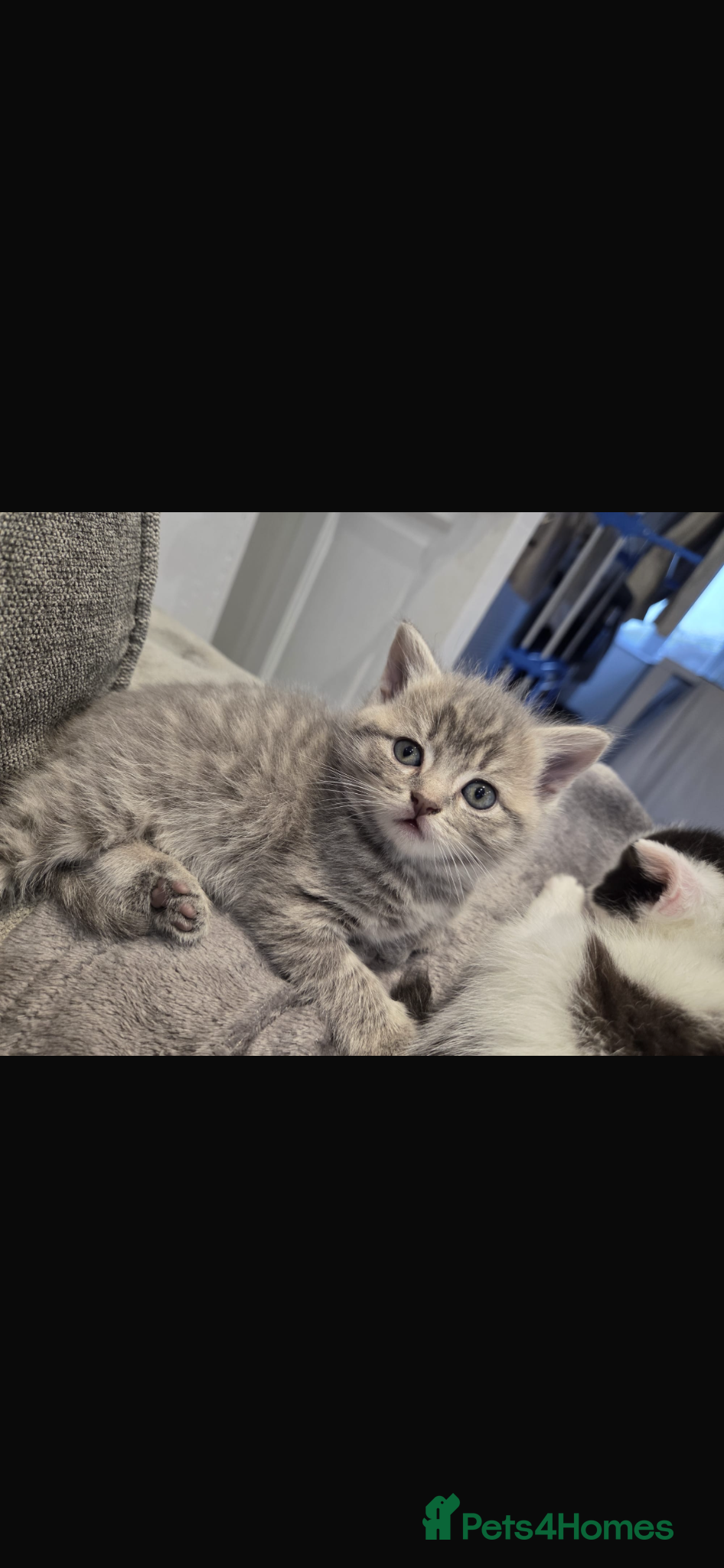 British Shorthair cats Half British short hair kittens - Advert 1