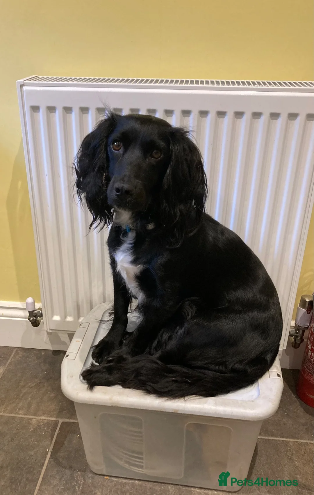 Sprocker dogs for sale: 8 beautiful healthy friendly little Sprocker pups - Advert 1