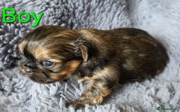 Shih Tzu dogs for sale: Stunning Rare Brindle Imperial Shih Tzu puppies - Image 2