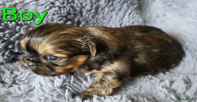 Shih Tzu dogs - Advert 9