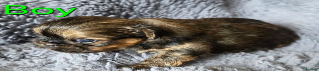 Shih Tzu Puppy 1