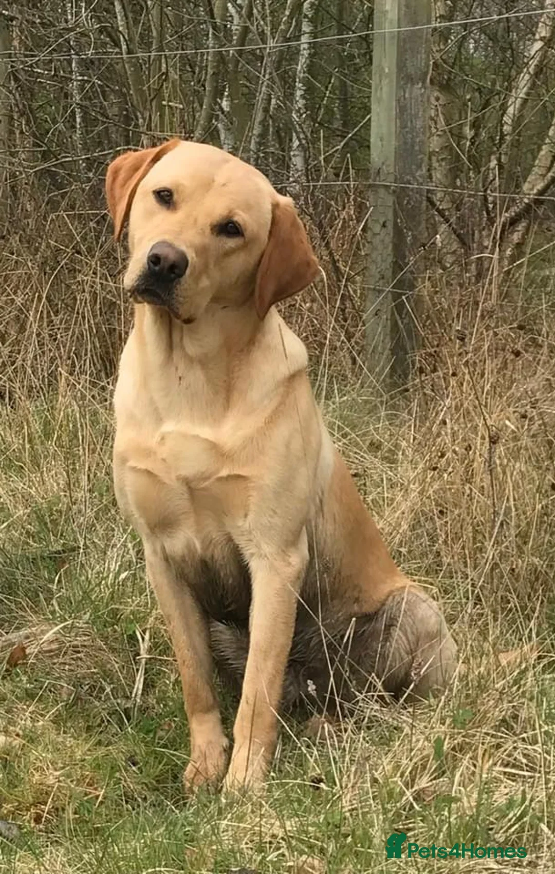 Labrador Retriever dogs for stud: FTW & OFT award winner Fyrish Monkey Nut @ Koromas in Durham - Advert 6