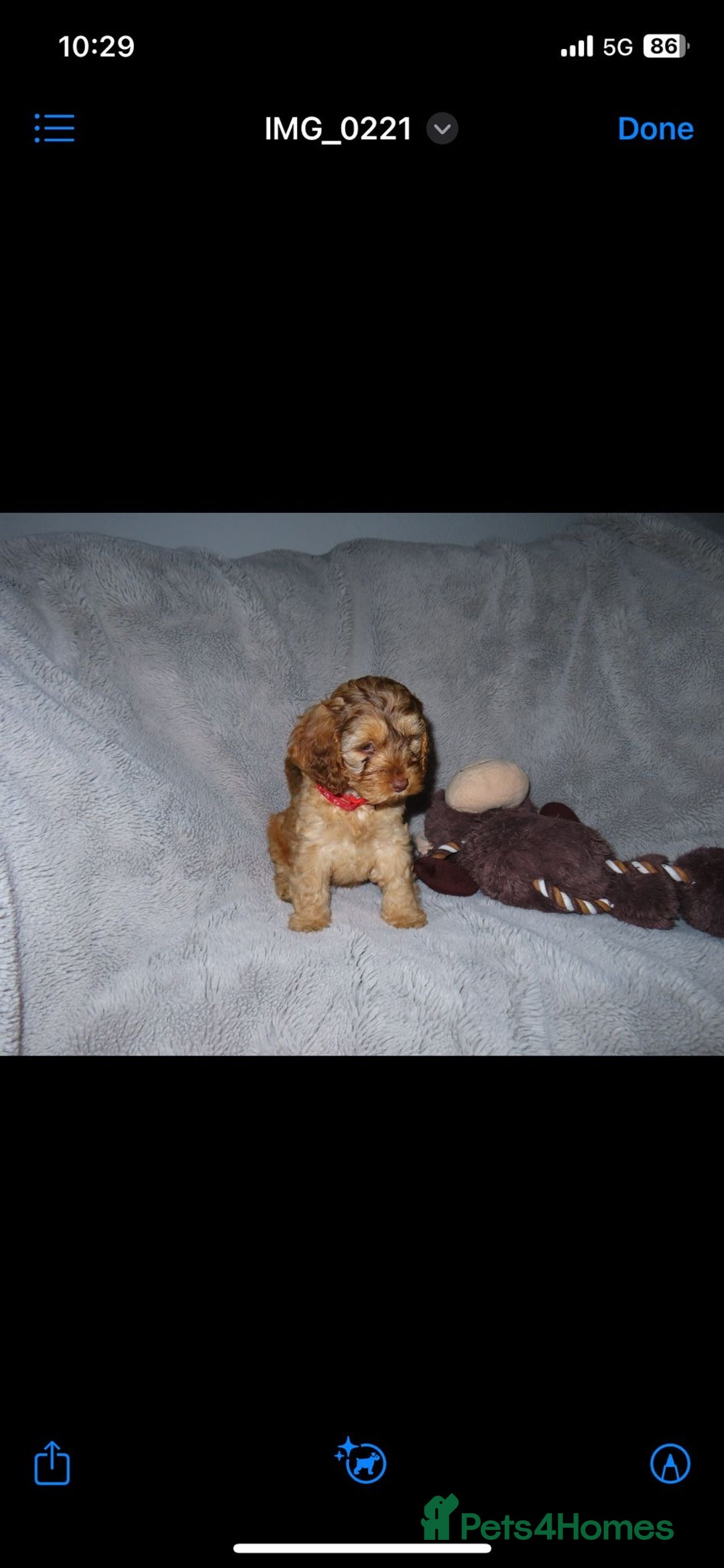 Cockapoo dogs for sale: Cockerpoo puppies  - Advert 19