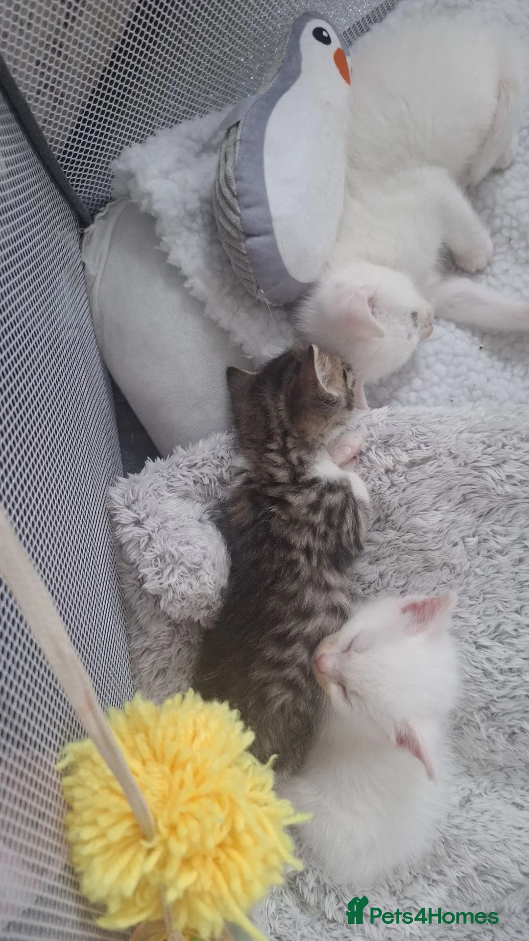 Mixed Breed cats for sale: Long haired kittens  - Advert 19