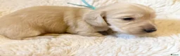 Miniature Dachshund dogs for sale: White/light cream tiny miniature dachshunds - Advert 22