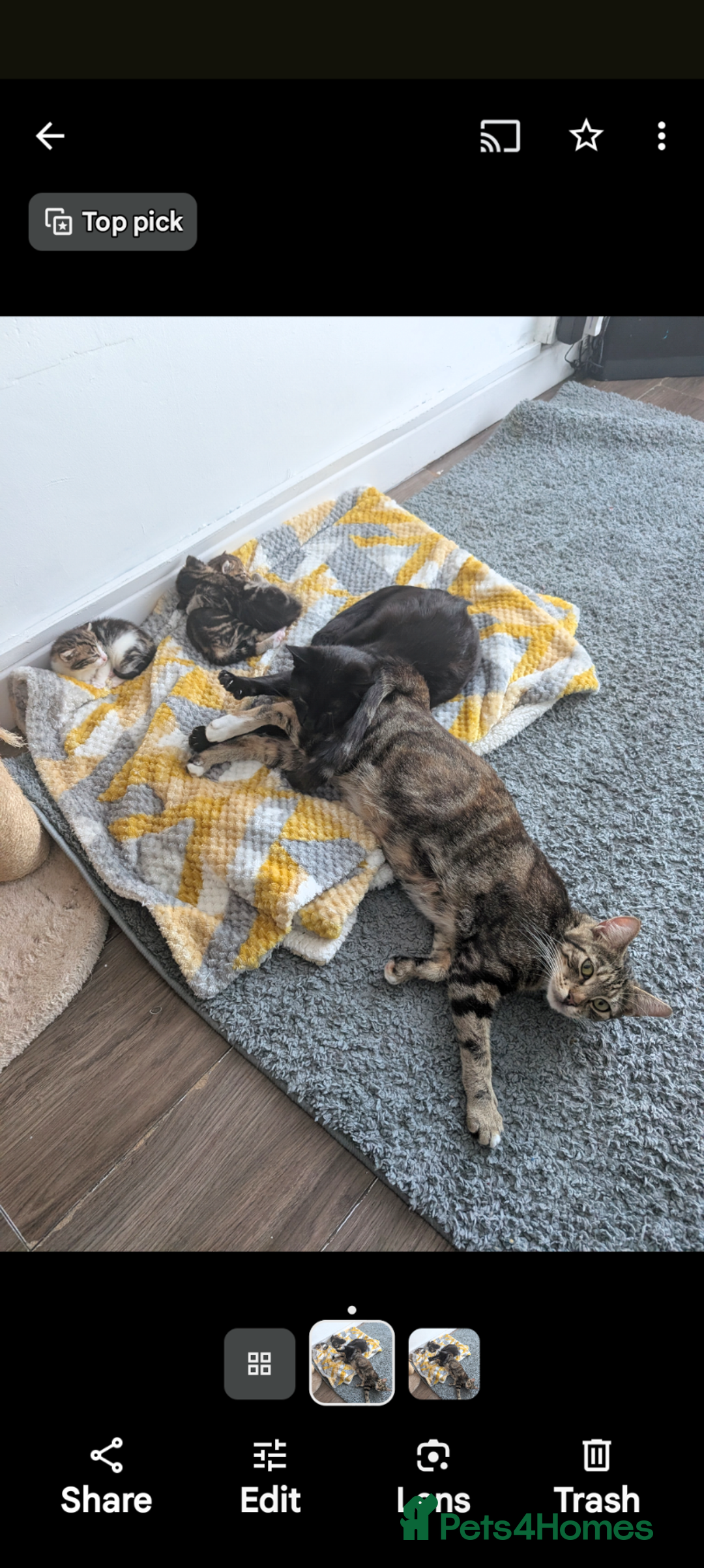 Mixed Breed cats for sale: 3 beautiful girl kitten's  - Image 2