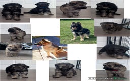 German Shepherd dogs for sale: Beautiful German sheppard puppies  - Image 1
