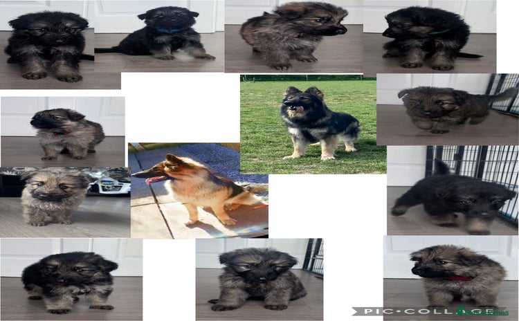 German Shepherd dogs - Advert 1