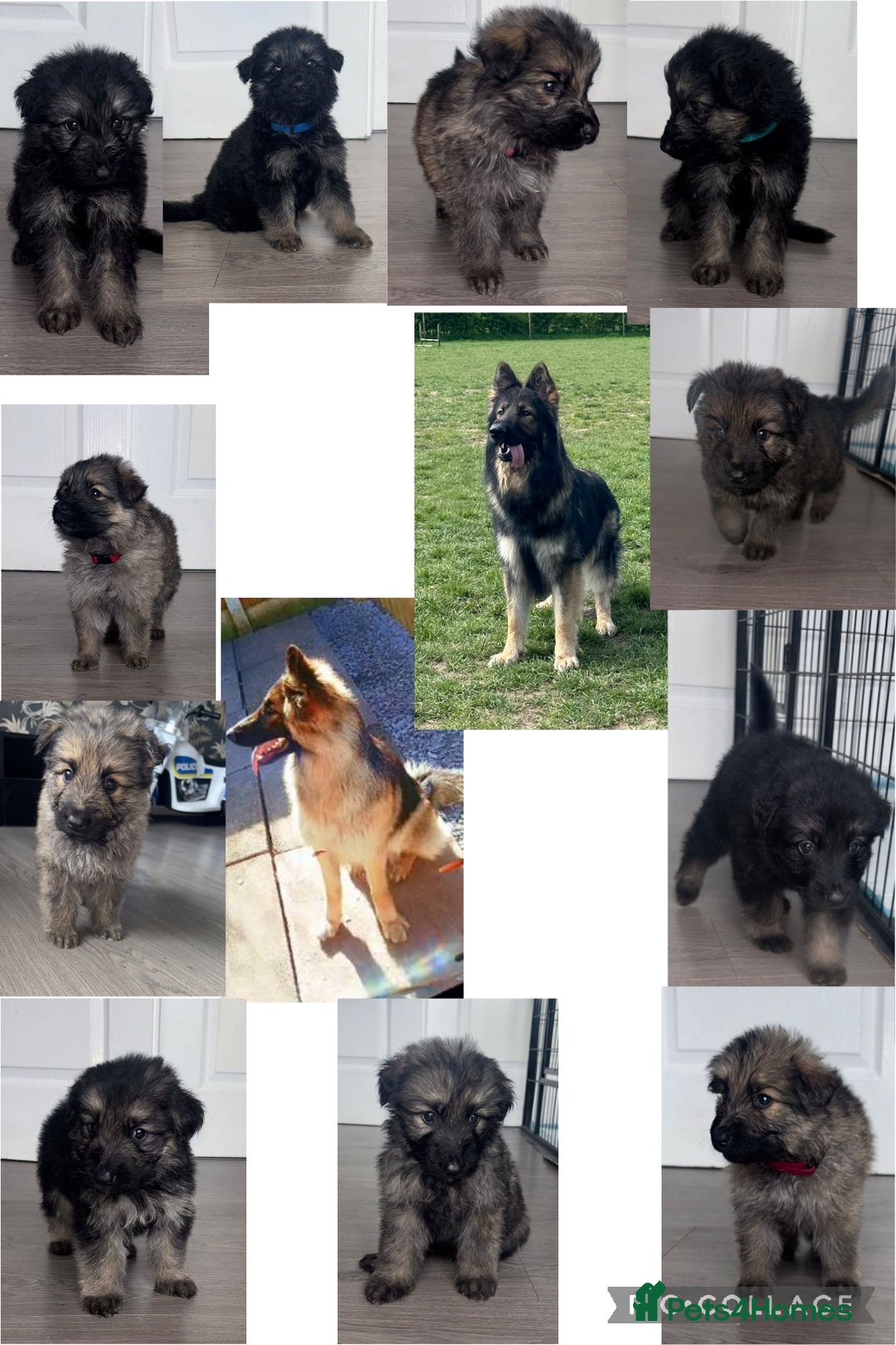 German Shepherd dogs for sale: Beautiful German sheppard puppies  - Image 1