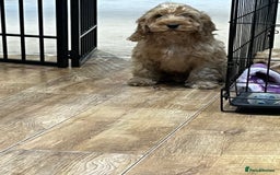 Cockapoo dogs for sale: Healthy Cockapoos boys fully vaccinated  - Image 30