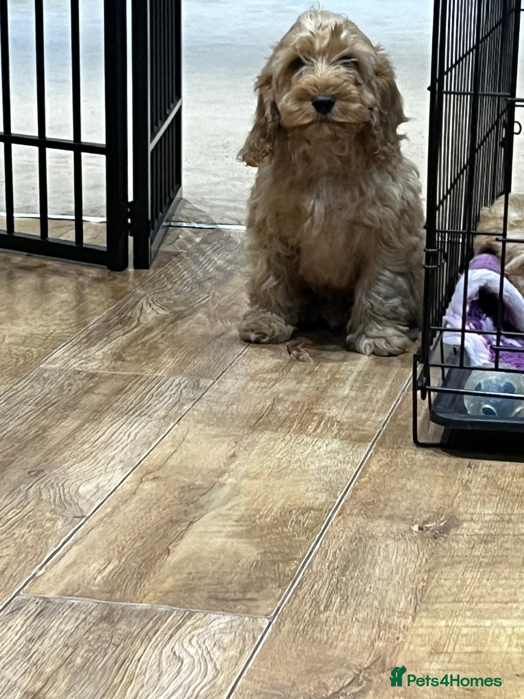 Cockapoo dogs for sale: Healthy Cockapoos boys fully vaccinated  - Image 30