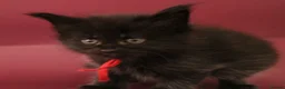 Maine Coon cats for sale: 🔥Gorgeous Maine Coons Available🔥 - Advert 8