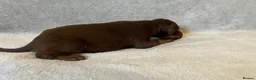 Dobermann dogs for sale: European American mix - Advert 18