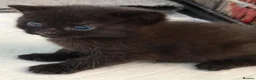 Mixed Breed cats for sale: 2 beautiful boy kittens  in Ashford - Advert 3