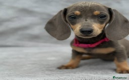 Miniature Dachshund dogs for sale: Kc Reg Miniature Dachshund Puppies  - Image 1